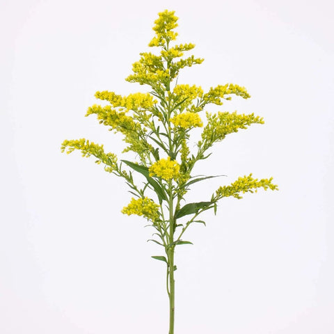 Yellow Solidago Flower Stem