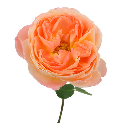 Southern Comfort Peach Garden Rose Stem