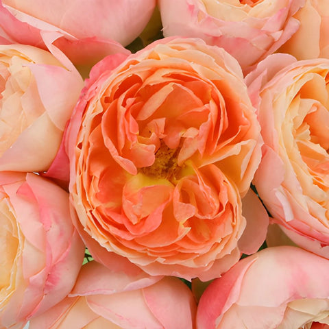 Southern Comfort Peach Garden Roses up close