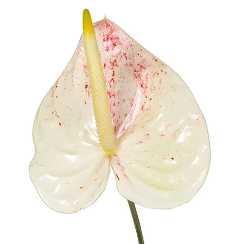 Anthurium Peppermint Tropical Flower