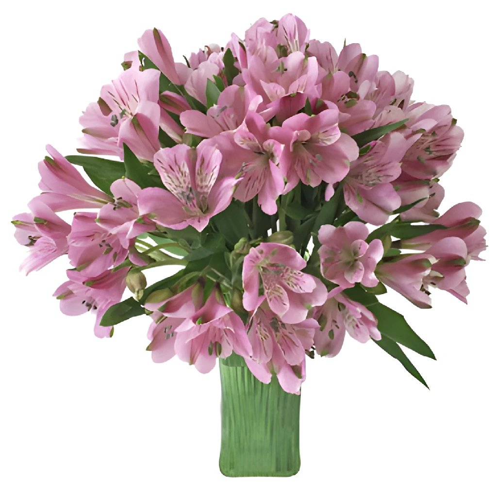 Alstroemeria wholesale prices in FiftyFlowers