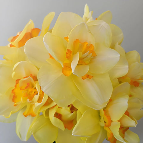 Tahiti Sunrise Daffodil