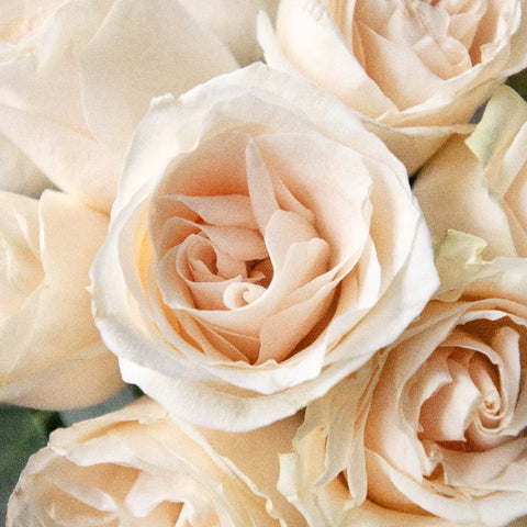 Vendela Ivory Rose Close Up - Image