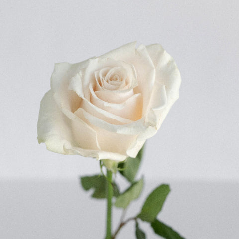 Vendela Ivory Rose Stem - Image
