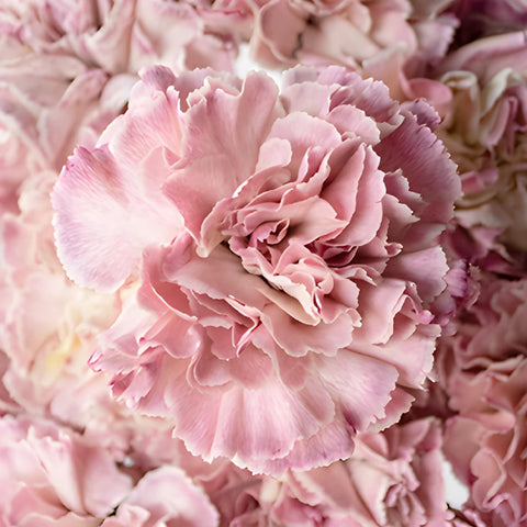 Light Pink Carnation Flowers Up Close