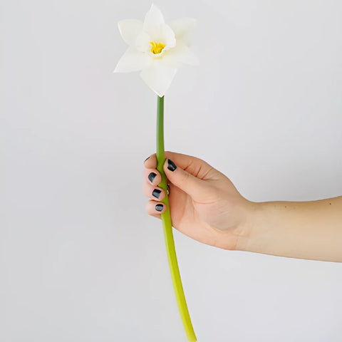 White Wedding Bells Daffodil Flower