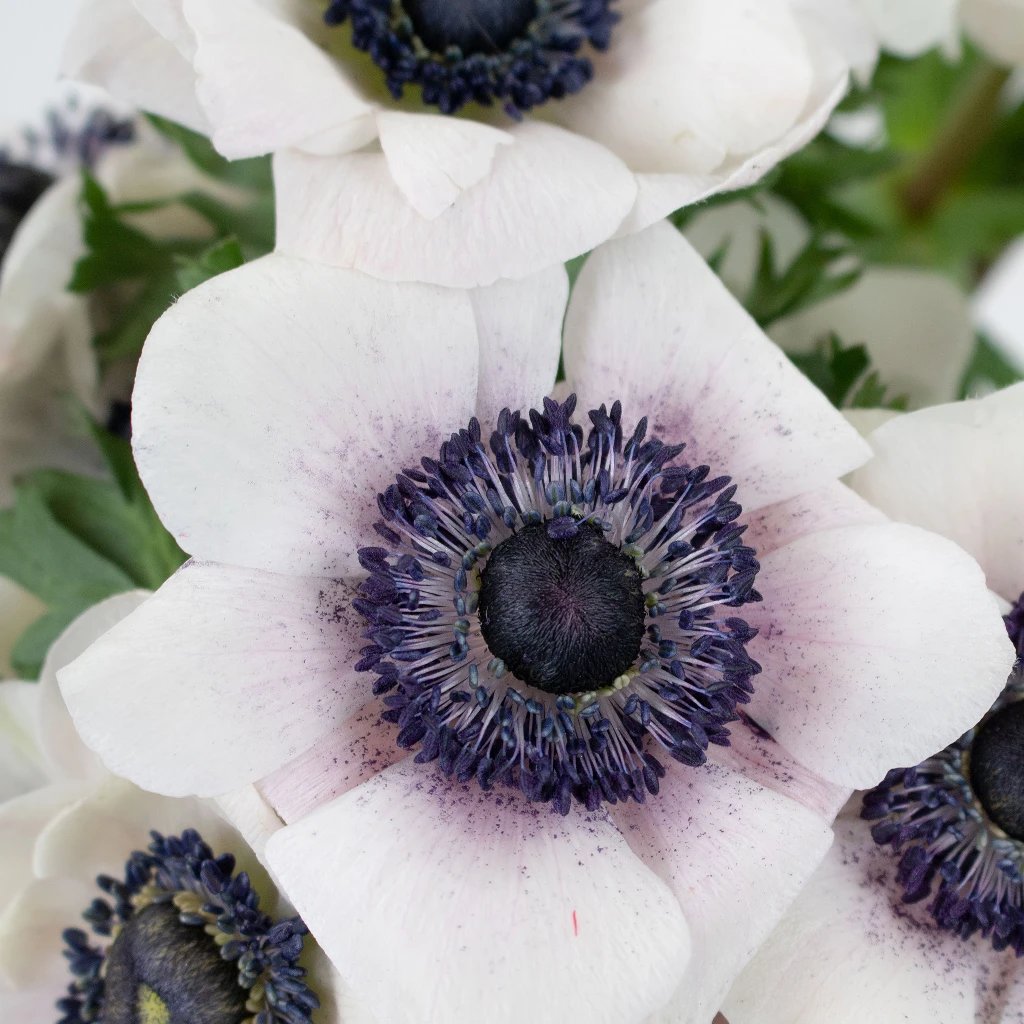 Wholesale anemone in FiftyFlowers