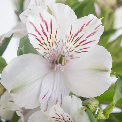 White Blush Peruvian Lilies Close Up - Image