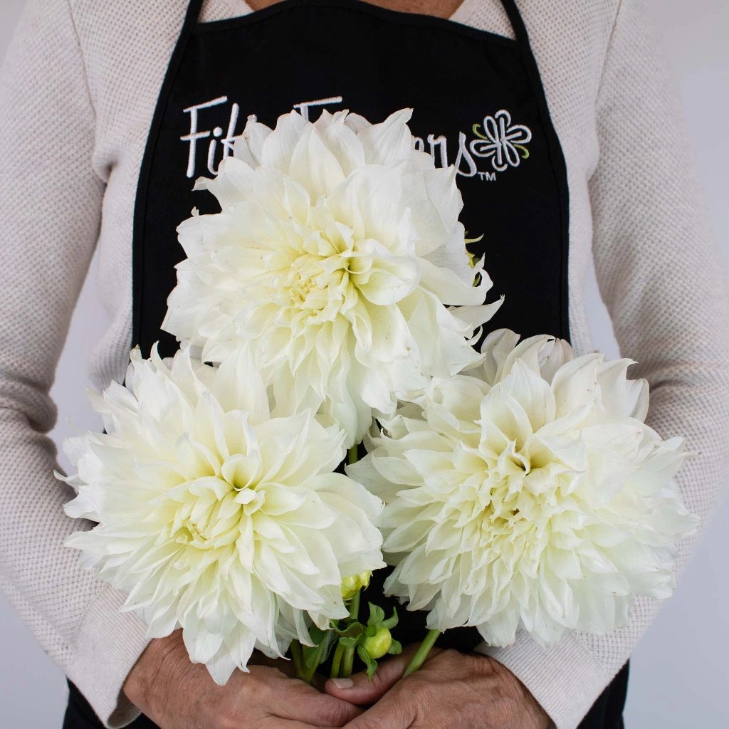 Wholesale dahlias in FiftyFlowers