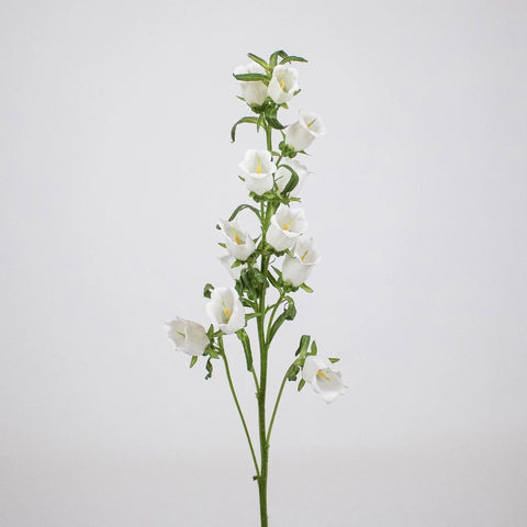 White Campanula Flower Stem