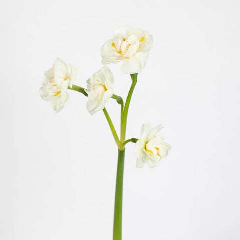White Daffodil Flower Stem