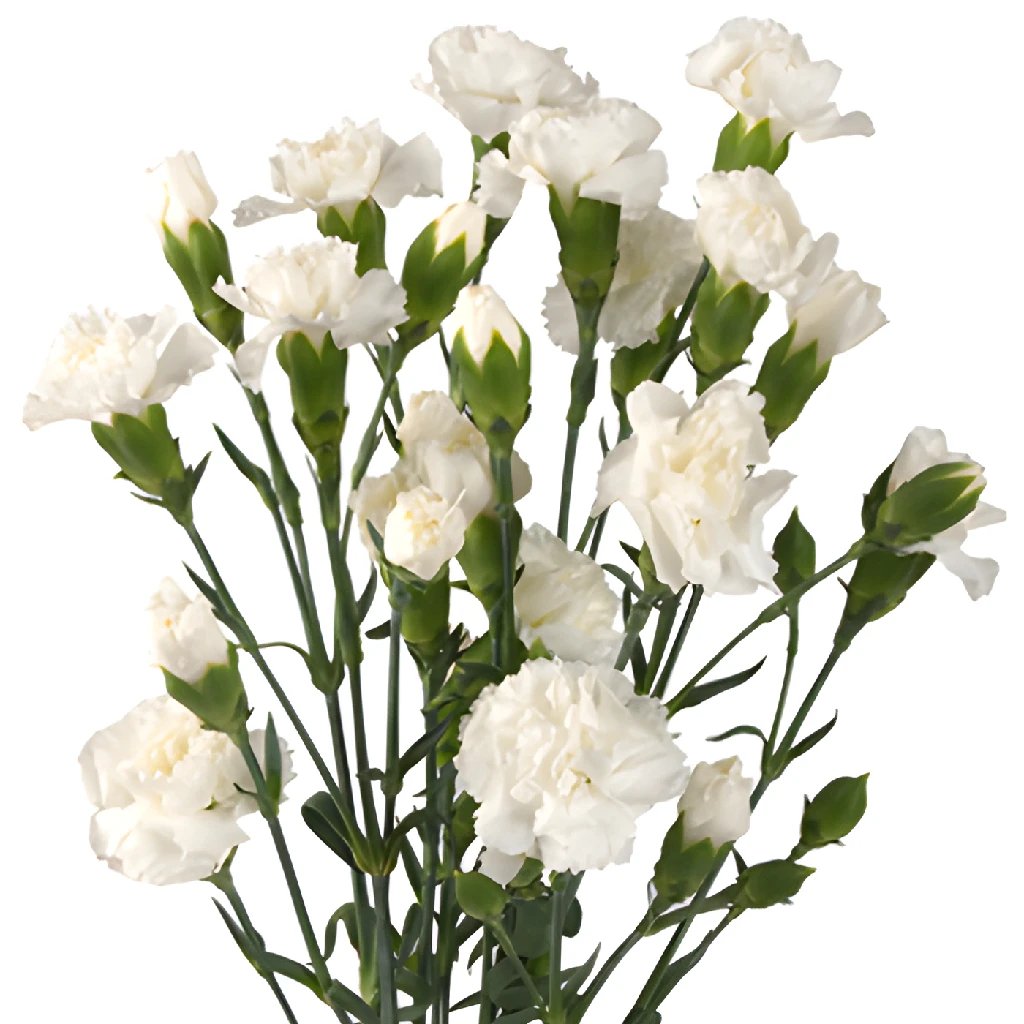Bulk carnations in FiftyFlowers