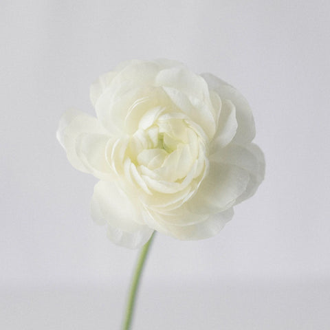 White Ranunculus Fresh Cut Flower Stem - Image