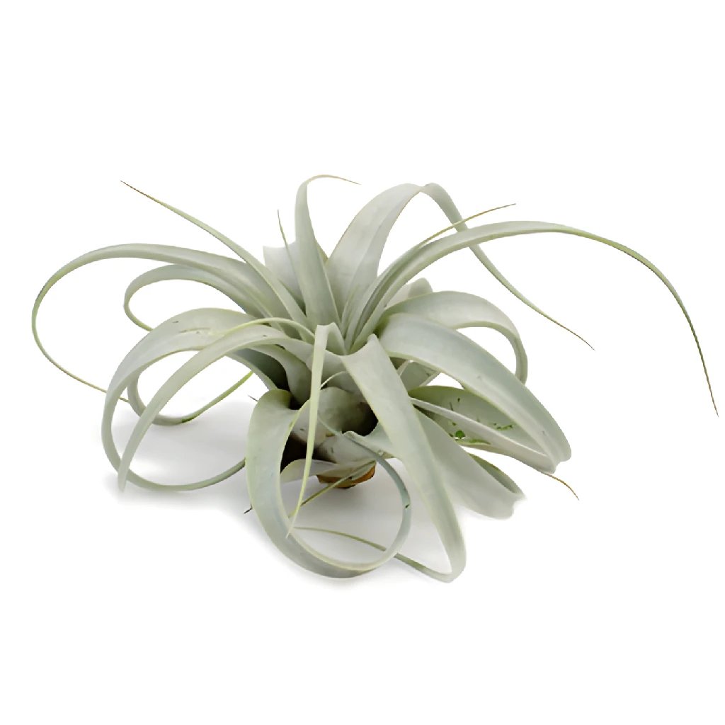 Wholesale air plants in FiftyFlowers