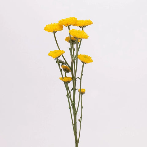 Yellow Mini Button Pom Flower Single Stem