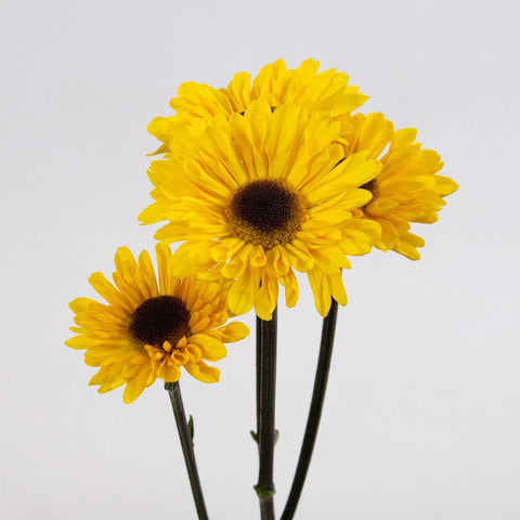 Yellow Novelty Mini Pom Flower Stem